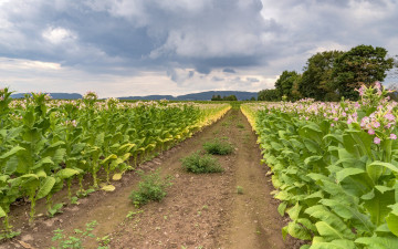 Картинка природа дороги простор