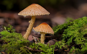 Картинка природа грибы дуэт