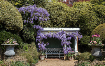 Картинка природа парк глициния беседка