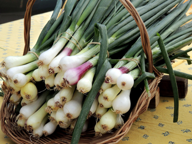 Обои картинки фото еда, лук, пучок, перо, зеленый