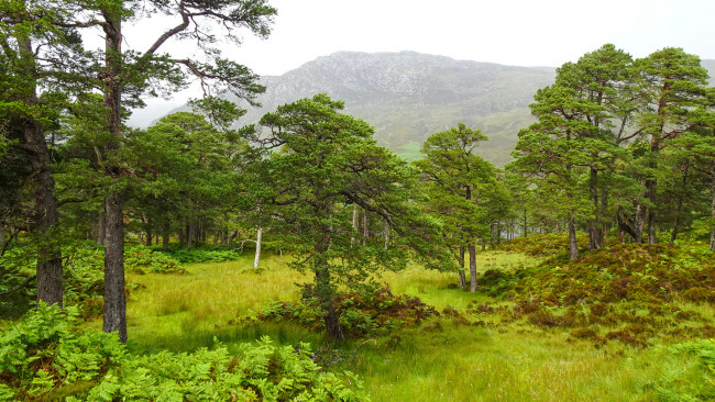 Обои картинки фото природа, лес, простор