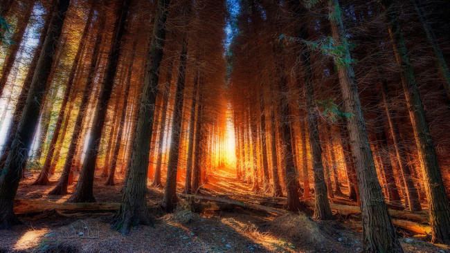 Обои картинки фото природный парк в бискайе,  испания, природа, лес, испания