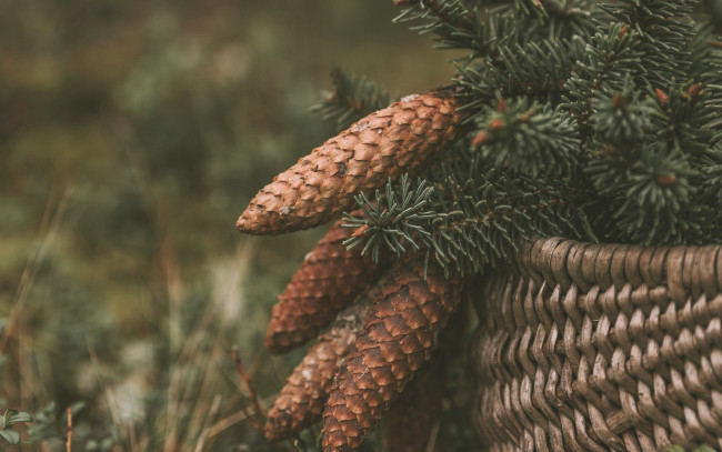 Обои картинки фото природа, шишки,  жёлуди,  каштаны