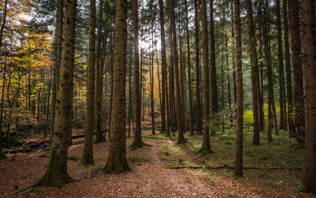 Обои картинки фото природа, лес, простор