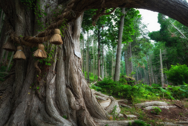 Обои картинки фото природа, деревья, простор