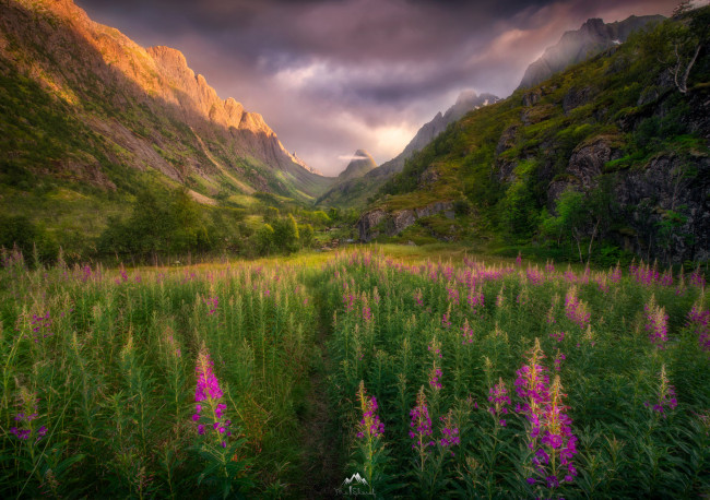 Обои картинки фото природа, луга, простор