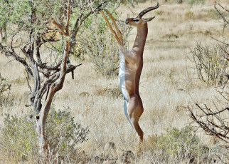 обоя gerenuk, животные, антилопы, гаренук, антилопа, китопарнокопытные, полорогие, млекопитающие, гаренуки