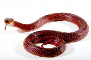 Картинка животные змеи +питоны +кобры змея пресмыкающиеся чешуйчатые хордовые