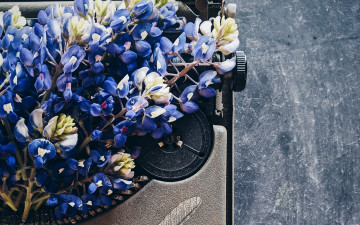 Картинка цветы люпин синий