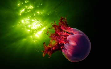 Картинка животные медузы медуза подводный мир организм море океан вода гидроидные сцифоидные