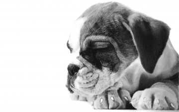 Картинка животные собаки щенок