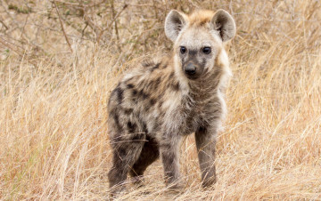обоя гиена, животные, гиены,  гиеновые собаки, hyena, гиеновые, хищник, млекопитающее, шерсть, когти, оскал, зубы, африка