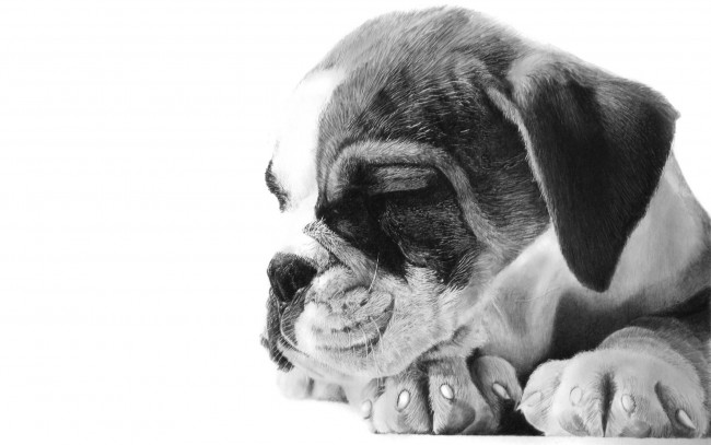 Обои картинки фото животные, собаки, щенок