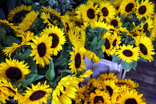 Обои картинки фото цветы, подсолнухи, подсолнух