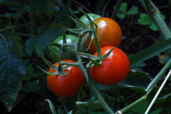 Картинка природа плоды помидоры