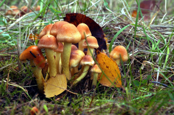 Картинка природа грибы грибная семейка