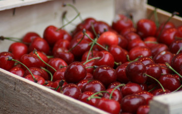Картинка еда вишня +черешня ягоды вишни много