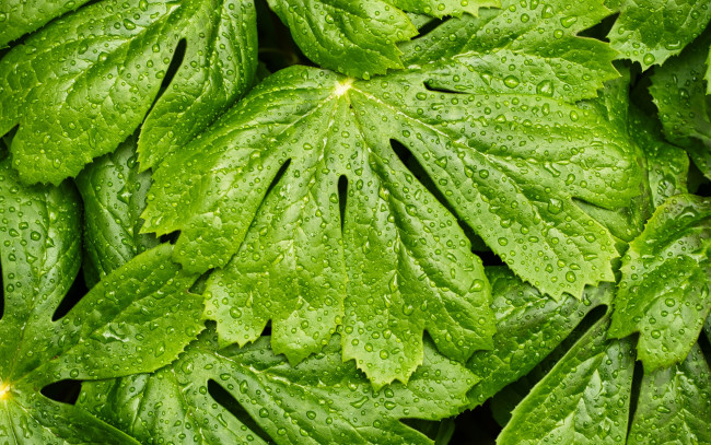 Обои картинки фото природа, листья, капли, макро