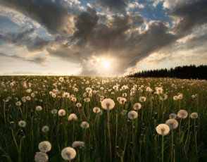 обоя цветы, одуванчики