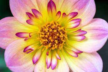 Картинка цветы георгины цветок