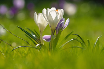обоя цветы, крокусы