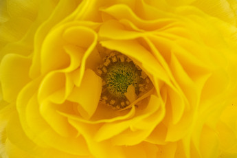 обоя цветы, ранункулюс , азиатский лютик, цветок