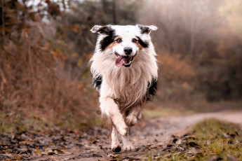 обоя животные, собаки, бордер-колли, бег, собака, листья, кусты, деревья, осень