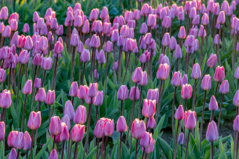 Картинка цветы тюльпаны