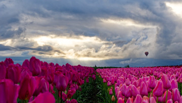Картинка цветы тюльпаны небо тучи воздушный шар поле дорожка