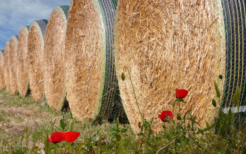 Картинка разное -+другое сено
