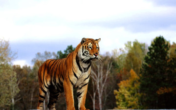 обоя животные, тигры, тигр, лес, осень