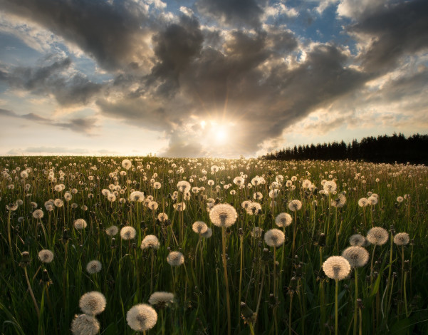 Обои картинки фото цветы, одуванчики