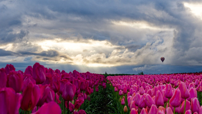 Обои картинки фото цветы, тюльпаны, небо, тучи, воздушный, шар, поле, дорожка