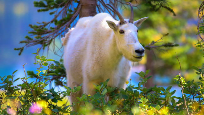 Обои картинки фото животные, козы, коза