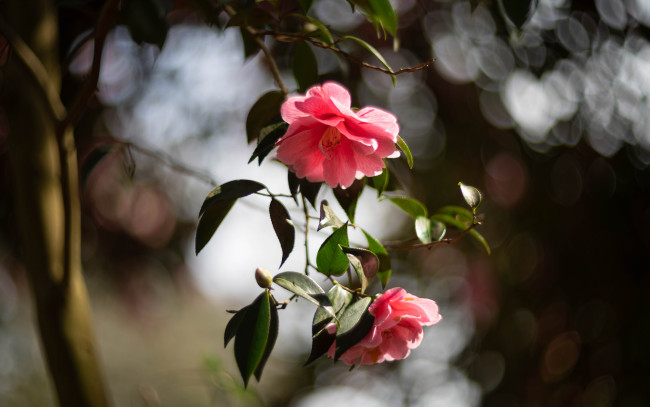 Обои картинки фото цветы, камелии