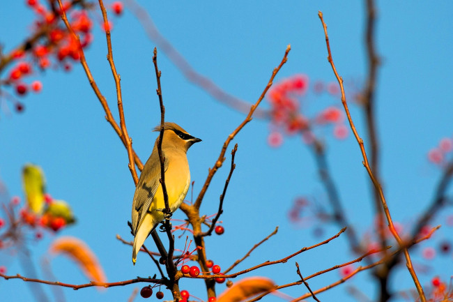 Обои картинки фото животные, свиристели, птица, свиристель, дерево, ветки, рябина, ягоды, небо