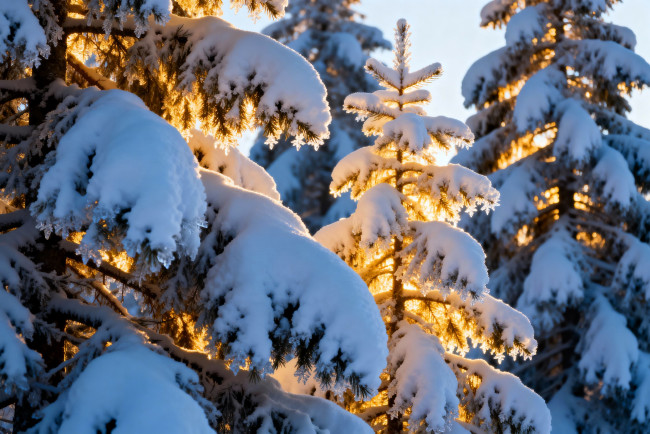 Обои картинки фото 3д графика, природа , nature, ёлки, лес, свет, снег, зима