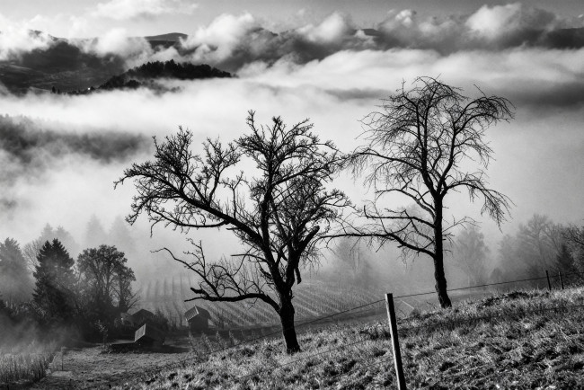 Обои картинки фото природа, деревья, пейзаж