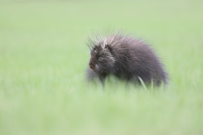 Обои картинки фото животные, дикобразы, малыш