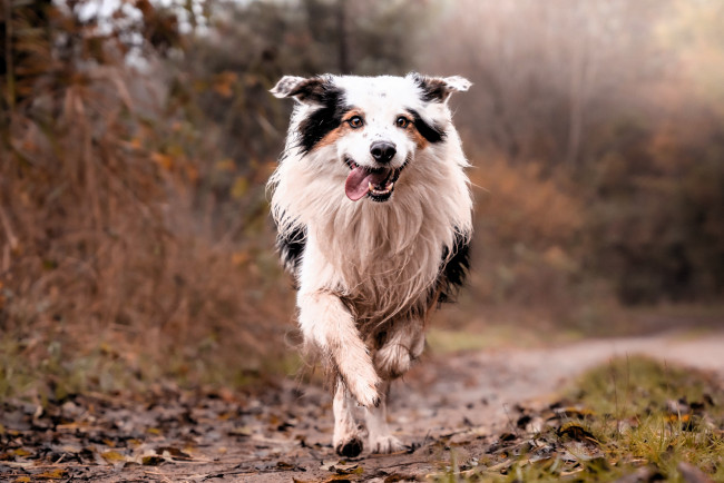 Обои картинки фото животные, собаки, бордер-колли, бег, собака, листья, кусты, деревья, осень
