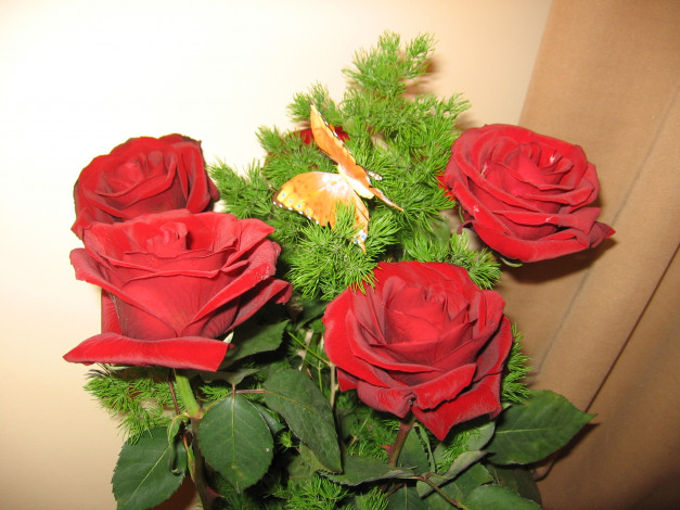 Обои картинки фото цветы, розы