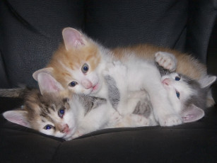 Картинка болванщик котовасия животные коты