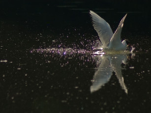 Картинка болванщик крылья животные Чайки бакланы крачки