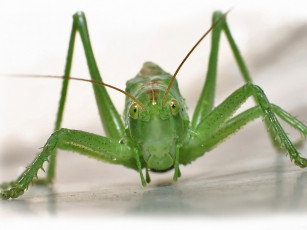 Картинка grinnik maxim эти глаза напротив ii животные кузнечики саранча