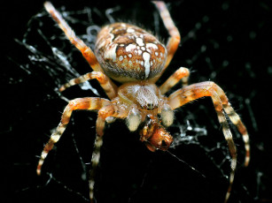 Картинка grinnik maxim крестоносец его жертва животные пауки