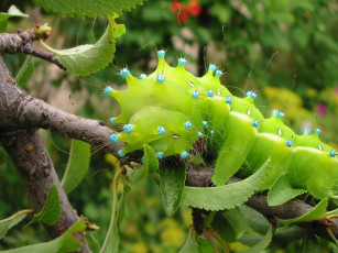 Картинка luchien красавица или чудовище животные гусеницы