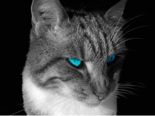 Картинка животные коты