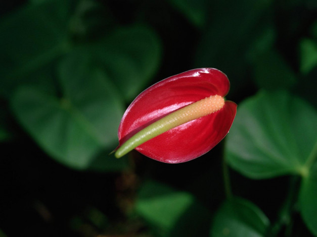 Обои картинки фото цветы, антуриум, цветок, фламинго