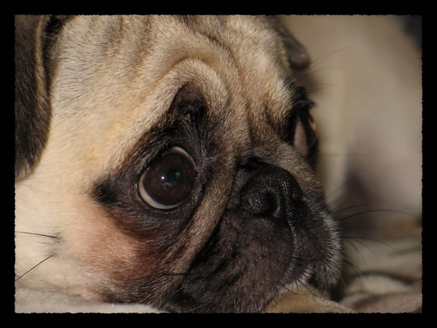 Обои картинки фото madarashi, грусть, животные, собаки