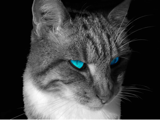 Обои картинки фото животные, коты